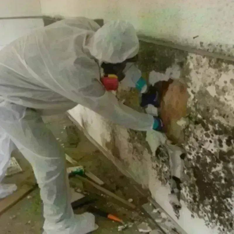 Mold Remediation and Removal in Congress, AZ